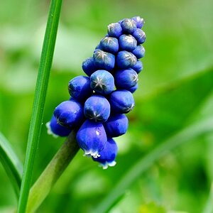 Blume