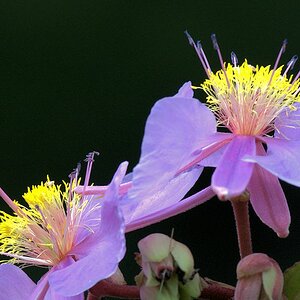 s815 Blume 0519  1