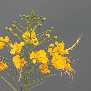 s840 Blume 0607  1