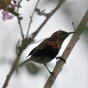 s650 Kupfernektarvogel (Copper Sunbird) Männchen 0140