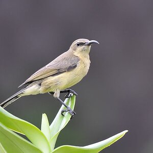 s650 Kupfernektarvogel (CopperSunbird) Weibchen 0159