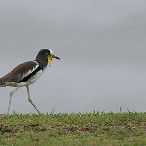 s841 Weißscheitelkiebitz (White-Headed Lapwing) 0621  1