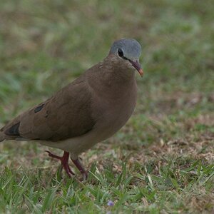 s842 Blaukopf Waldtaube (Blue-Headed Wooddove) 0654  1