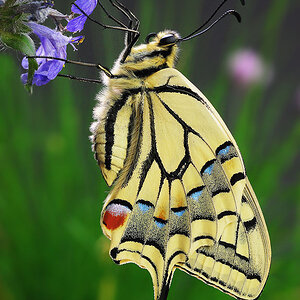 Schwalbenschwanz (Papilio machaon)