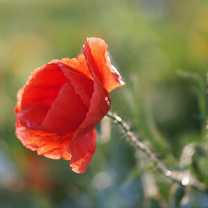 1241024mohnblumengr
