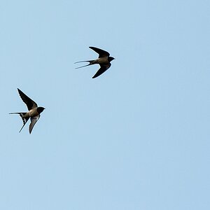 Rauchschwalben im Flug