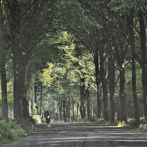 Allee