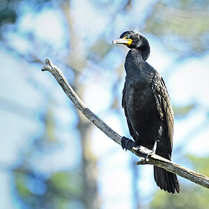 DSC 9482 Kormoran 1000