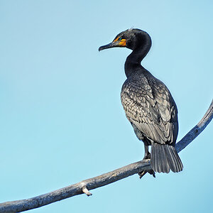 DSC 9491 Kormoran 1000