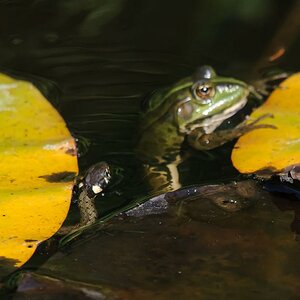 Ringelnatter auf Froschfang; wie das wohl ausgeht? ;-)