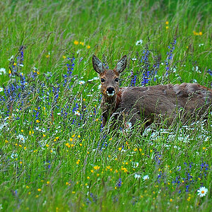 DSC 0456 Reh Ranntal 1000