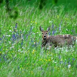 DSC 0459 Reh Ranntal 1000