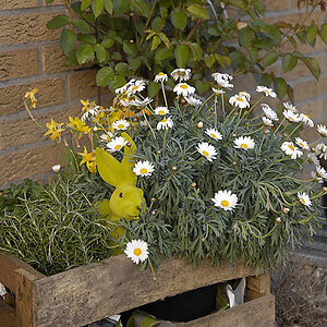 Osterhase D2X0004x