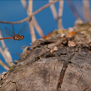 libelle