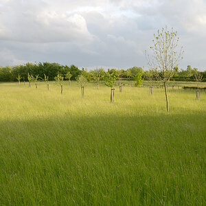183700landschstreuobstwiese