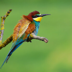 Bienenfresser (Merops apiaster)