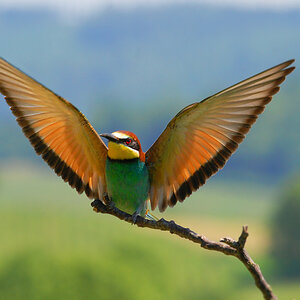 Bienenfresser (Merops apiaster) im Anflug erwischt