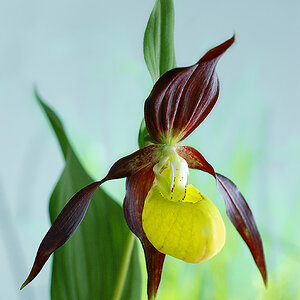 Frauenschuh-Orchidee ( Cypripedium calceolus)