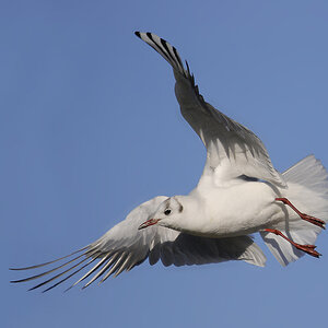 Lachmöwe (Larus ridibundus) im Winterkleid