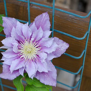 Clematisblüte