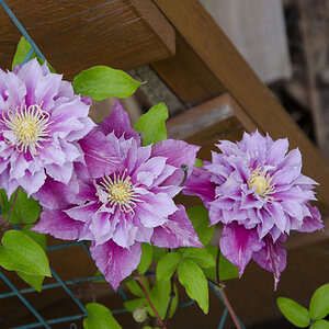 Blühende Clematis