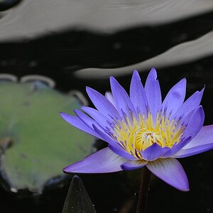 Teichrose für Forum 01x