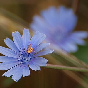 Pflanzen und Tiere (14) 03x