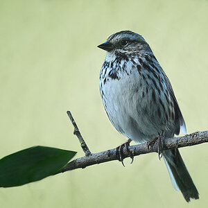 DSC 9634 Song Sparrow 1000 1