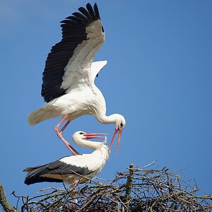 storch14