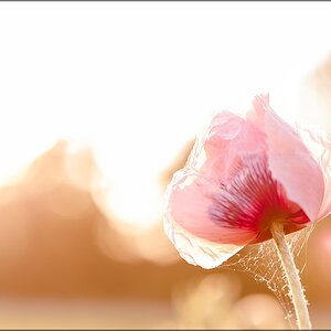 Mohn