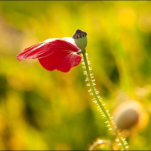 Mohn