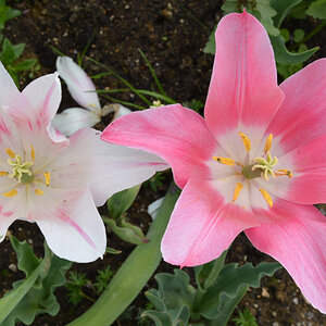 Tulpen - unvermeidlich