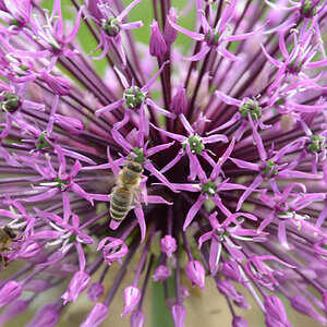 Bienen - unvermewidlich