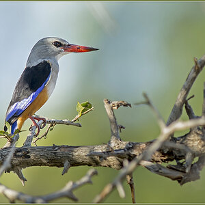 Sambia 0979