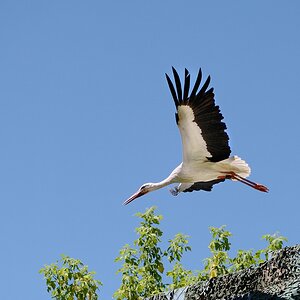 Heidelberger Zoo 005