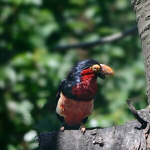 Furchenschnabel Bartvogel