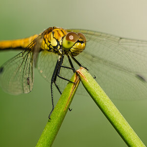 Na, gefall ich dir?

Heute, 10°°, Nikon D7000 + Nikon AF Micro 4/200mm, f11, SVA;

Bildbearbeitung: Kontrast und Schärfe optimiert, konvertiertes Raw;