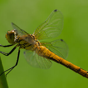 Sonne tut sooo gut

Heute, 10° 27, Nikon D7000 + Nikon AF Micro 4/200mm,  ISO 100, 1/50", f16;

Bildbearbeitung mit PSE 12: nachgeschärft, leichter Be