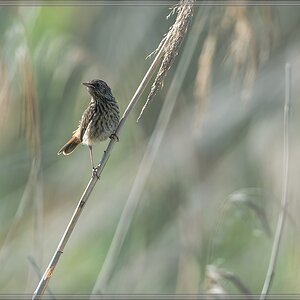 20140606 7065 [NIKON D4] 600 mm,1 640 Sek. bei ƒ   5,6