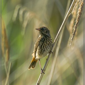 20140606 4147 [NIKON 1 V3] 400 mm,1 400 Sek. bei ƒ   5,6