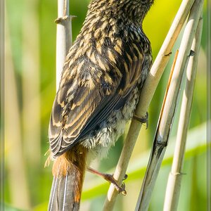 20140606 4158 [NIKON 1 V3] 400 mm,1 250 Sek. bei ƒ   5,6