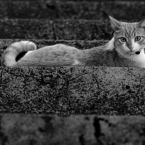Katze 85 2,8 sw