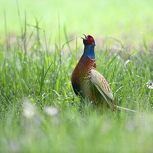 Jagdfasan 2014 06030