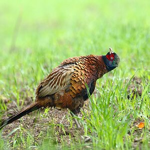 Jagdfasan 2014 06043