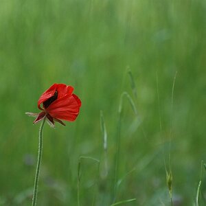 Pflanzen und Tiere (52) 01x