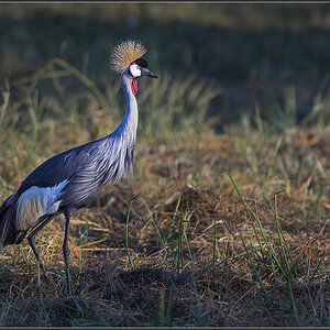 Sambia 0166