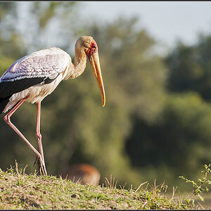 Sambia 0257