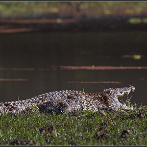 Sambia 0291