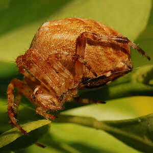Spinne 2ax