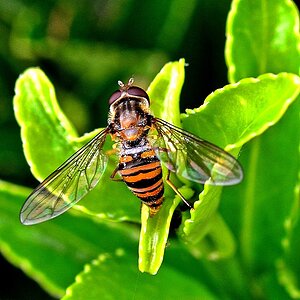 Schwebfliege